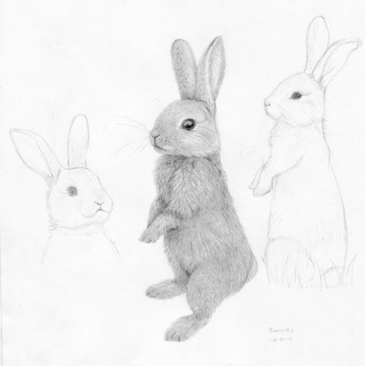 Pencil on paper. Bunny Studies by Me