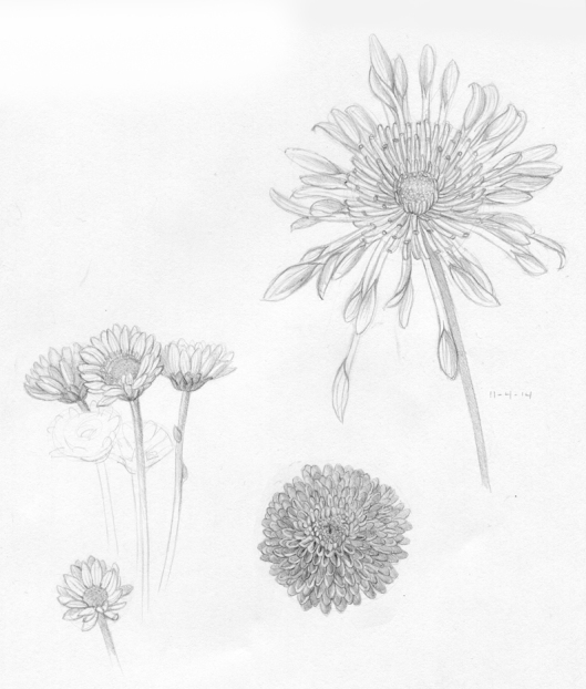 Pencil on Paper. Flower studies by Me